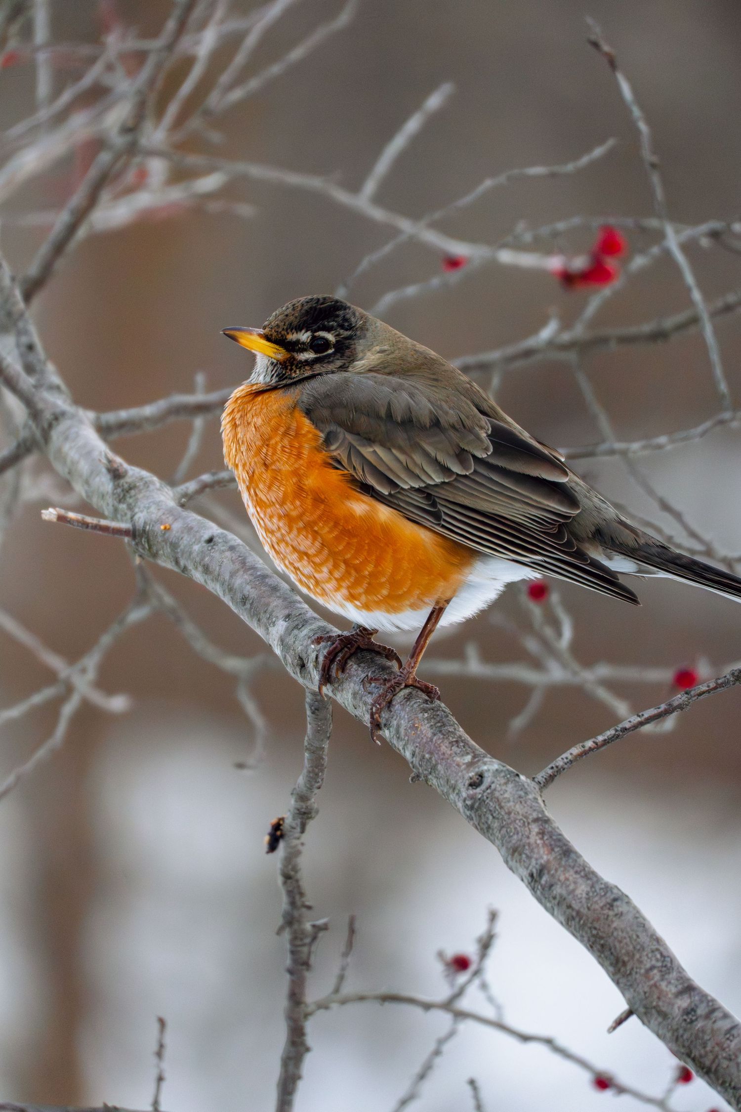 American Robin with ruffled feathers perched on a bare winter branch with scattered red berries.