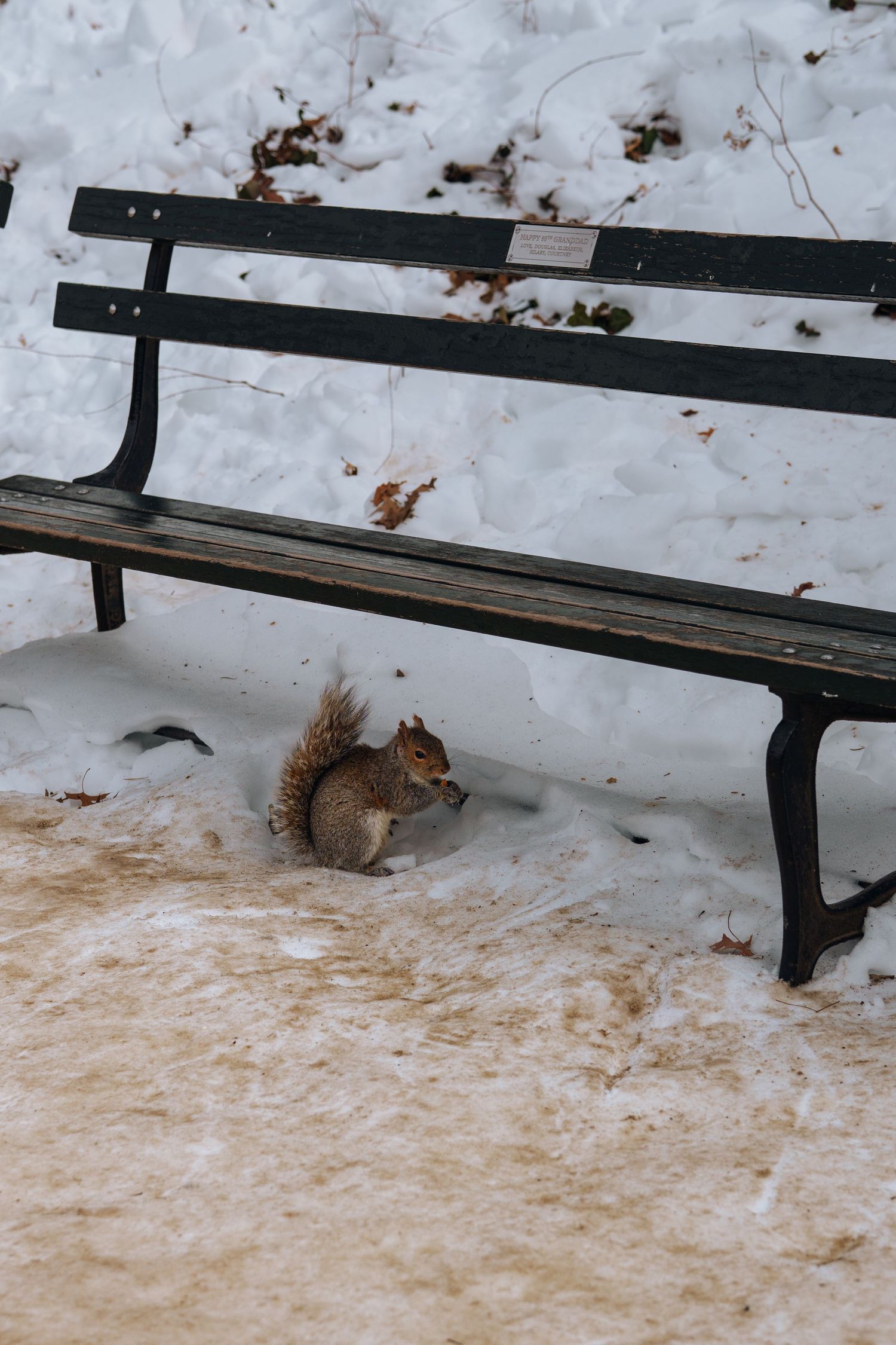 A squirrel foraging under a snow-covered park bench in winter.