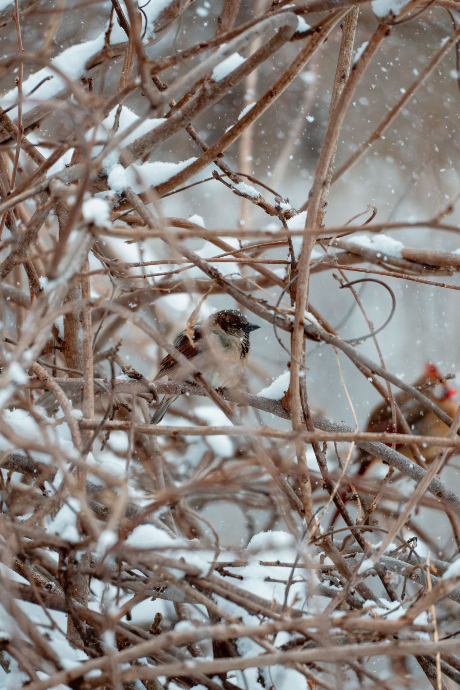 Sparrow and cardinal hiding among snow-covered twigs during a winter snowstorm.