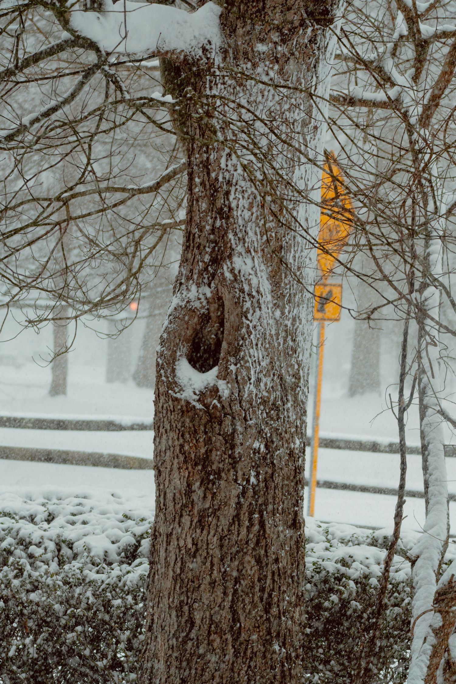 A snow-dusted tree trunk with a knothole stands in a blizzard with a blurred yellow sign behind it.