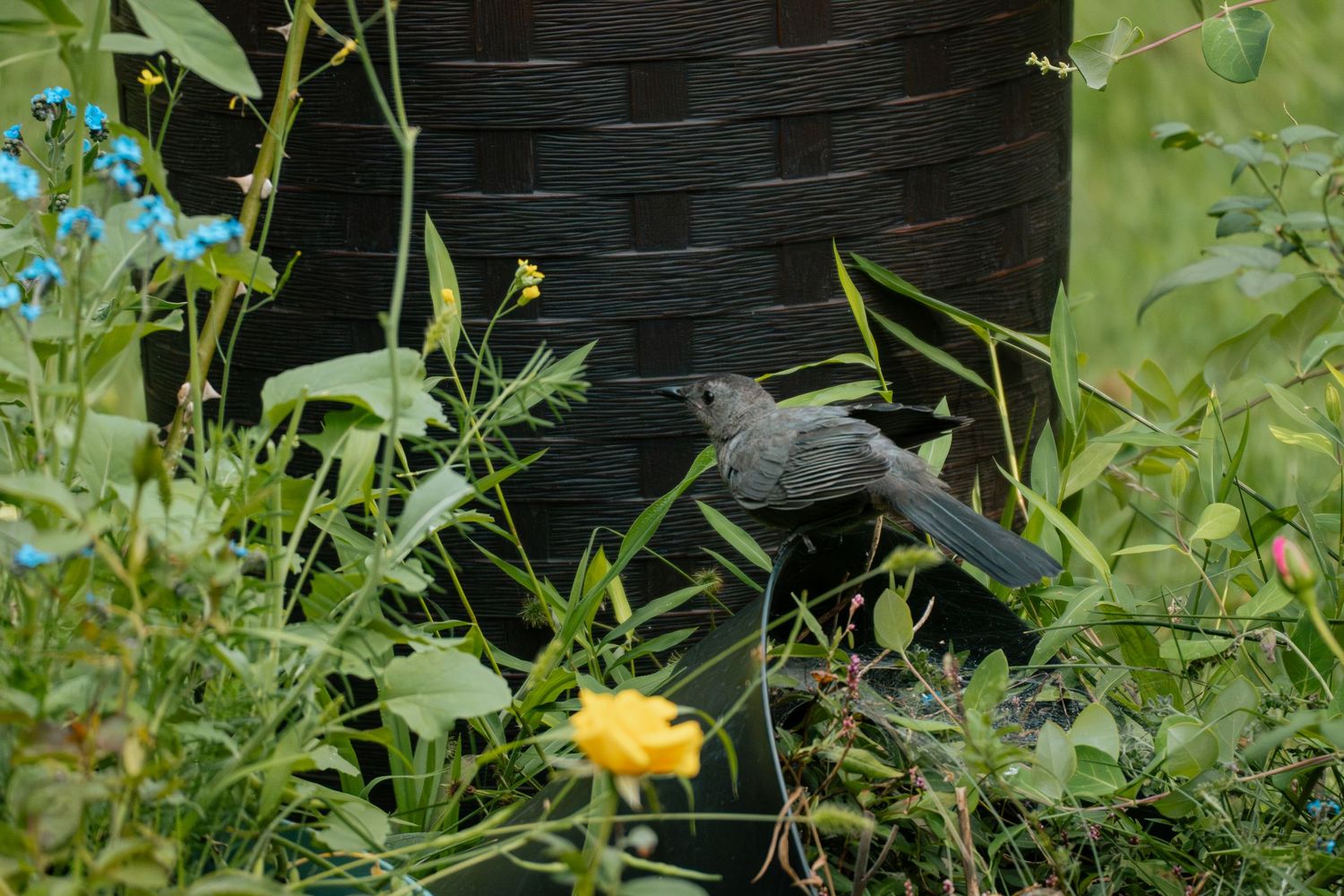 A gray catbird perches among wildflowers and green foliage near a dark wicker basket in a garden.