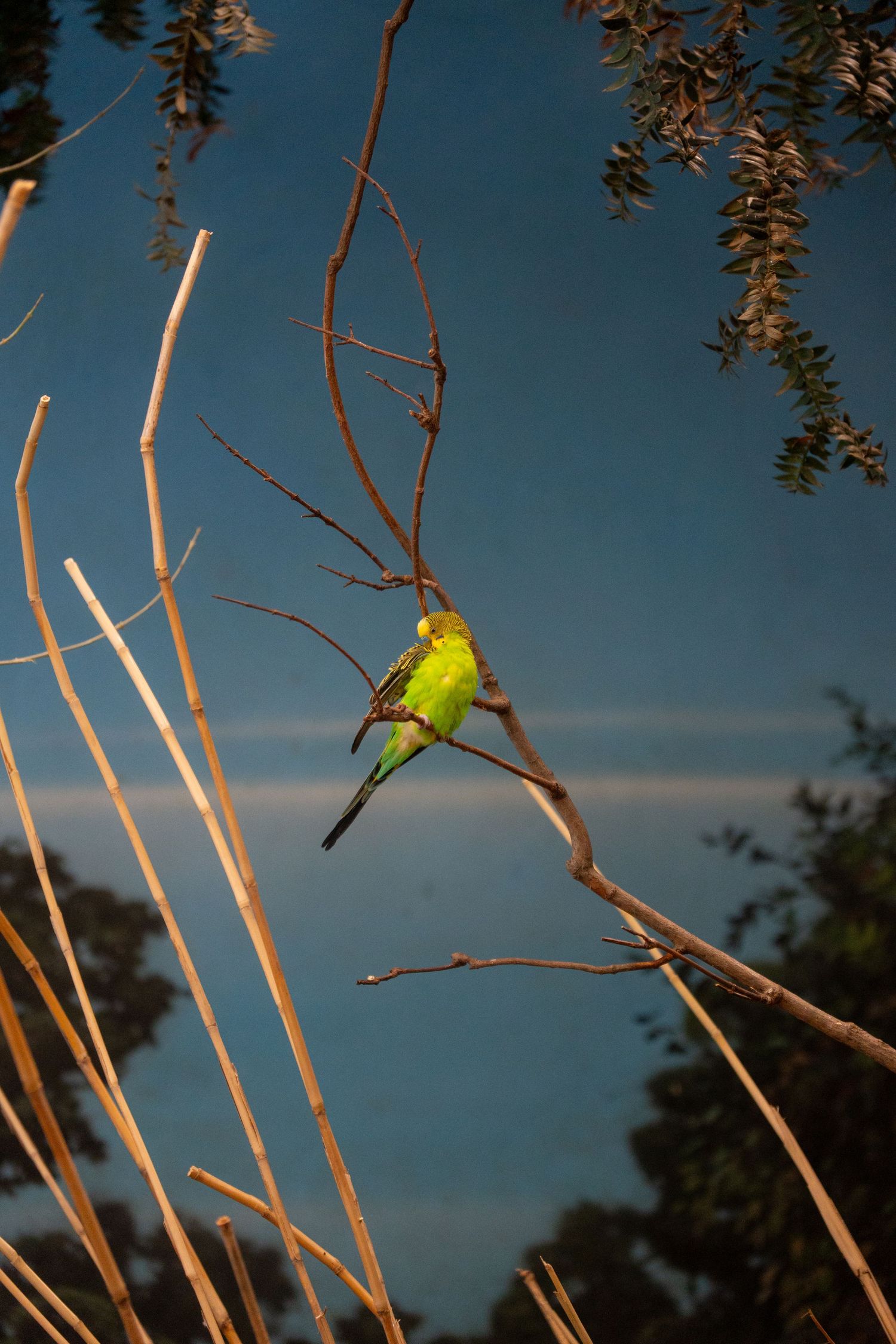 A vibrant green parrot perched on a bare branch against a deep blue sky at golden hour.