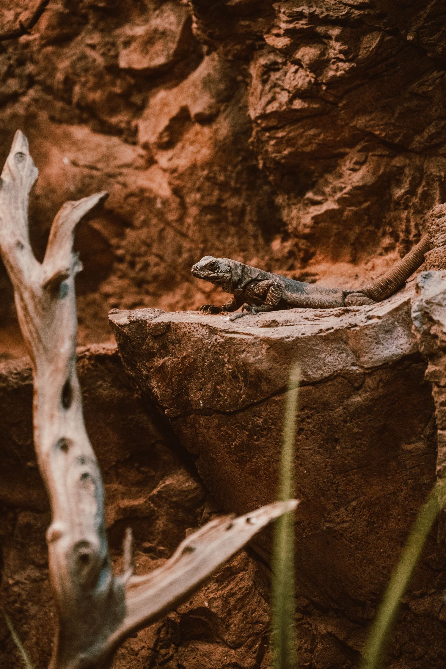 A small lizard perched on red sandstone rocks in a dry, arid natural environment.