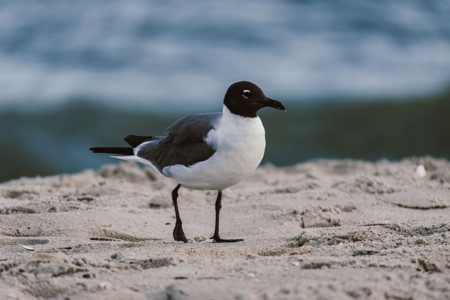A laughing gull with distinctive black head walks on sandy beach with ocean waves behind.