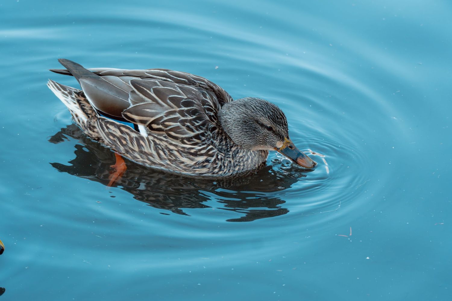 Close-up of a female mallard duck swimming and feeding in blue water.