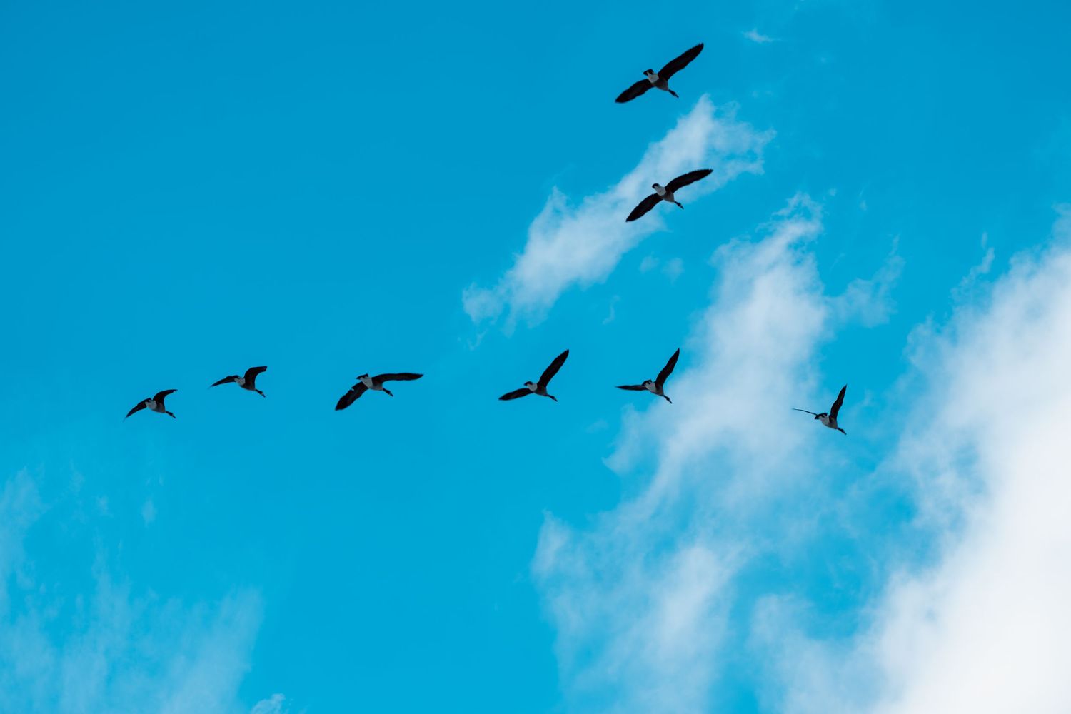 A flock of birds flies in V-formation against a bright blue sky with white clouds.
