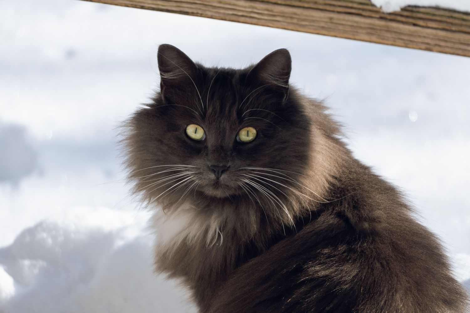 A fluffy dark long-haired cat with bright green eyes sits alert in a snowy outdoor setting.