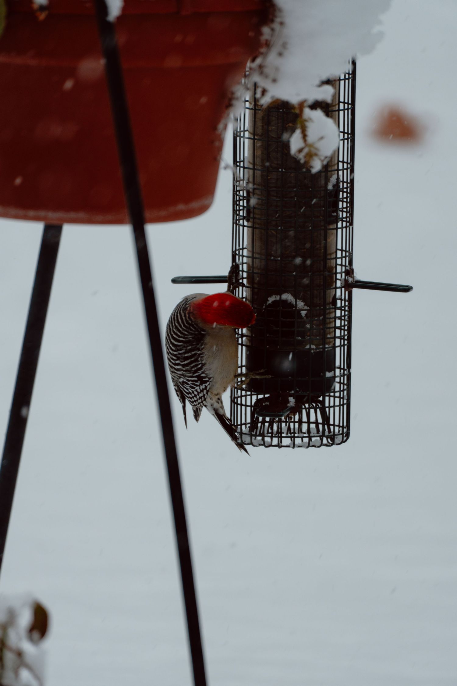 Red-bellied woodpecker feeding from a wire suet cage feeder during snowfall.