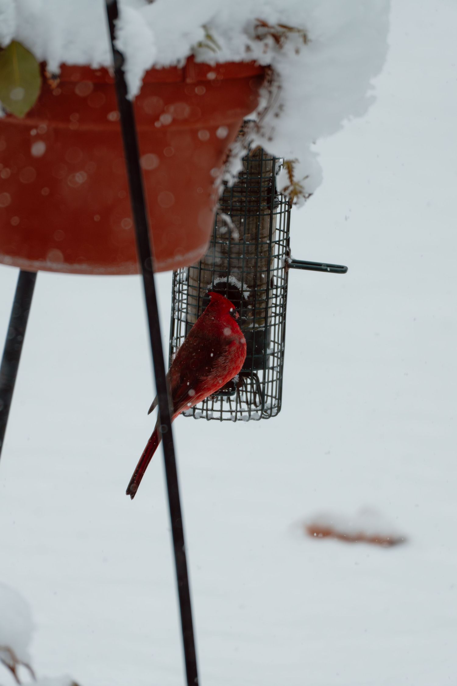 A vivid red male cardinal clings to a suet cage bird feeder during a heavy winter snowfall.