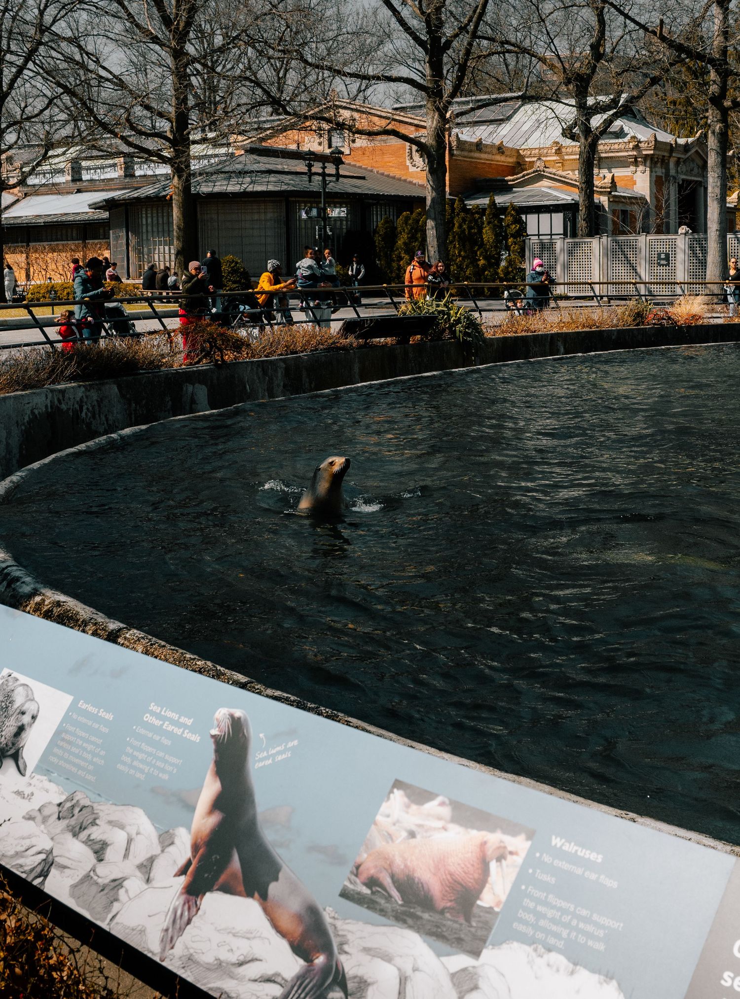 A sea lion swims in a zoo enclosure pool with visitors and bare trees visible in the background.
