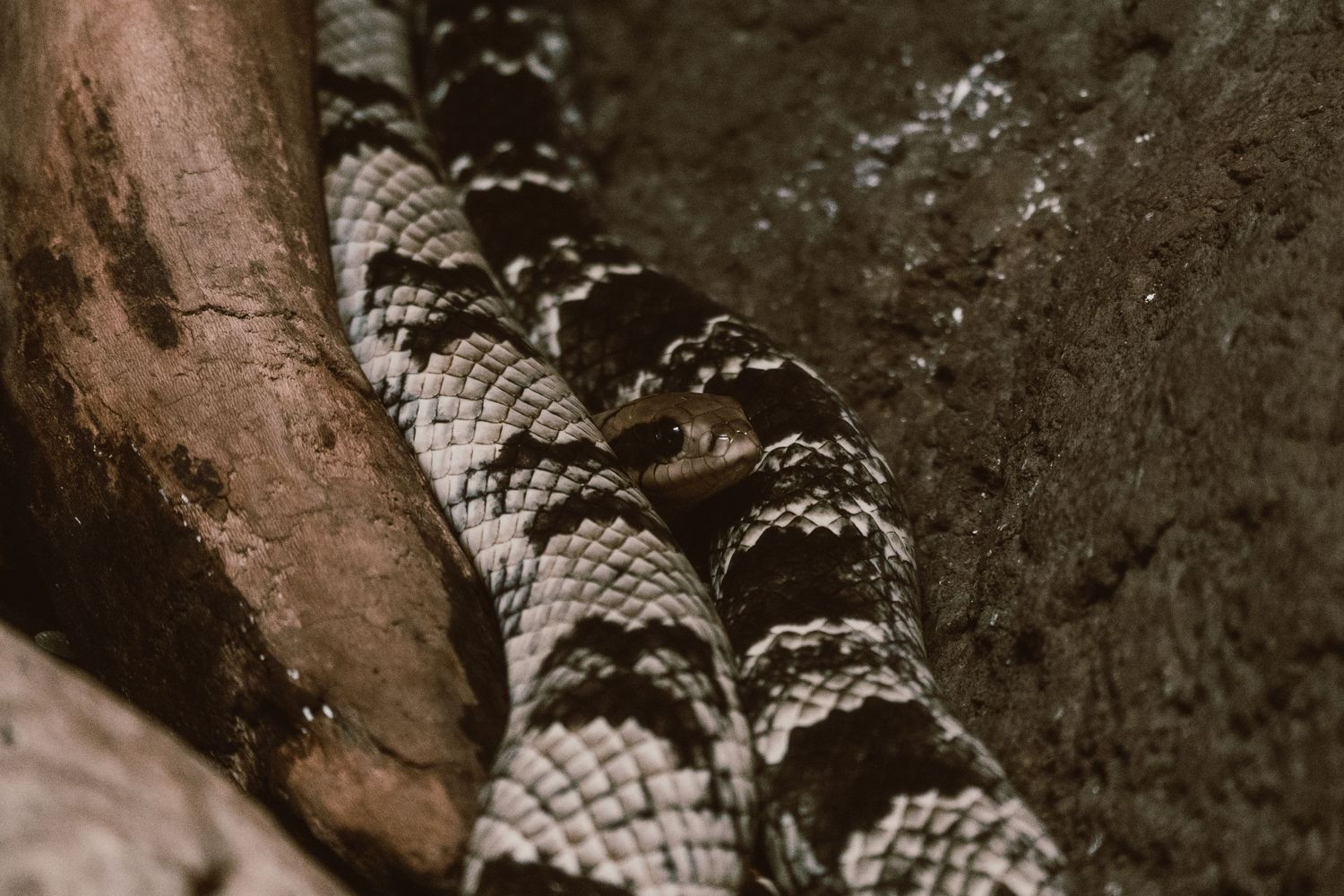 A patterned black and white snake coiled near a wooden branch on dark ground.