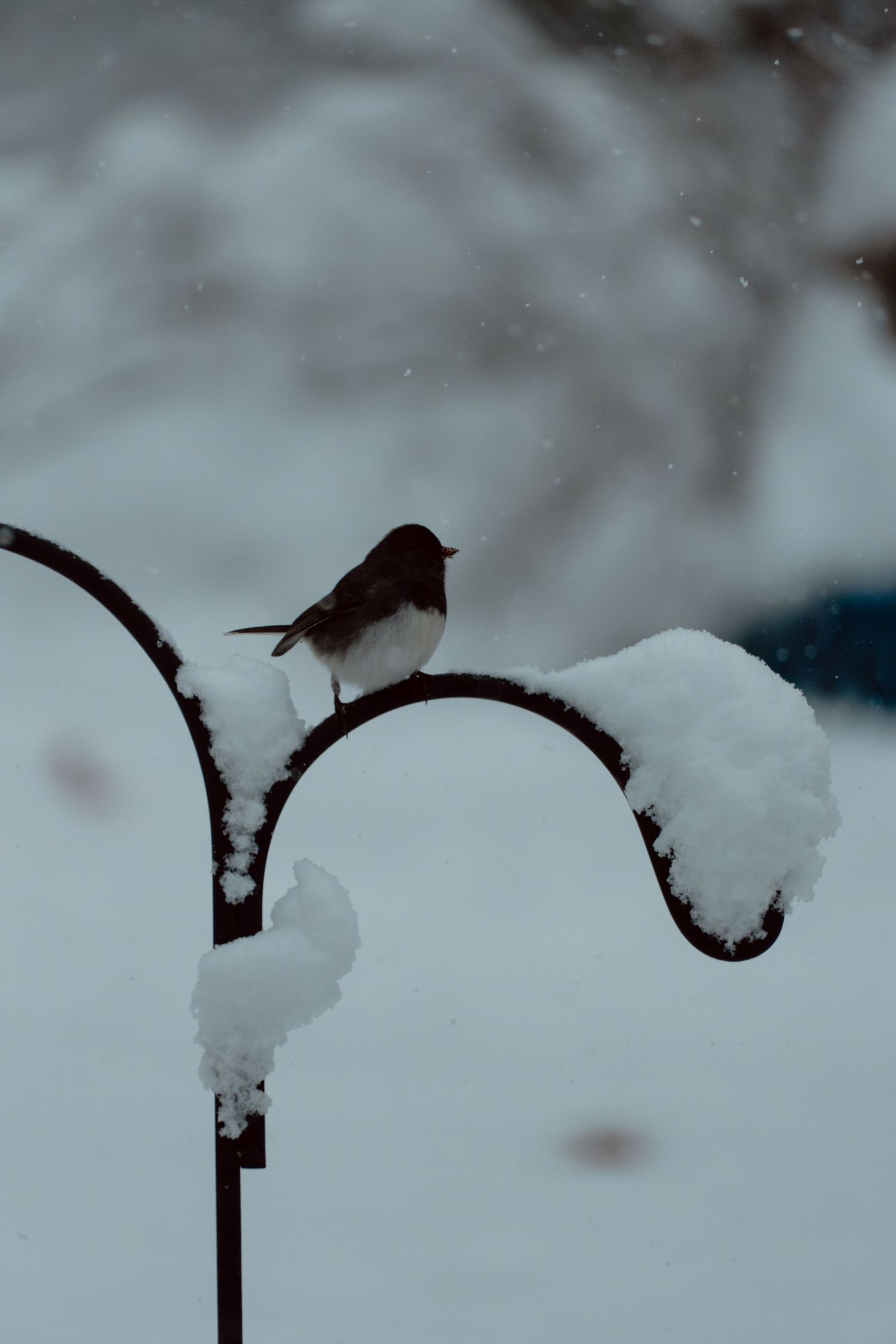 A small bird sits atop a snow-laden curved metal garden hook in winter.