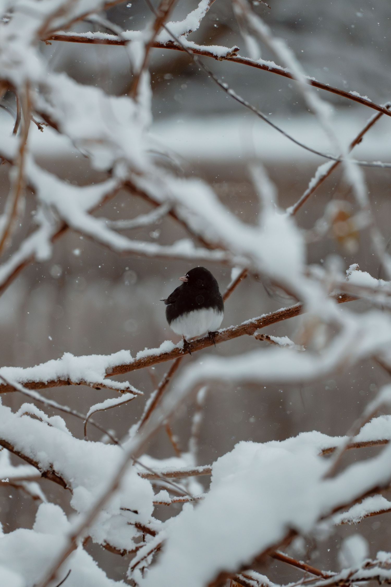A small dark bird perched on a snow-covered branch during a winter snowstorm.