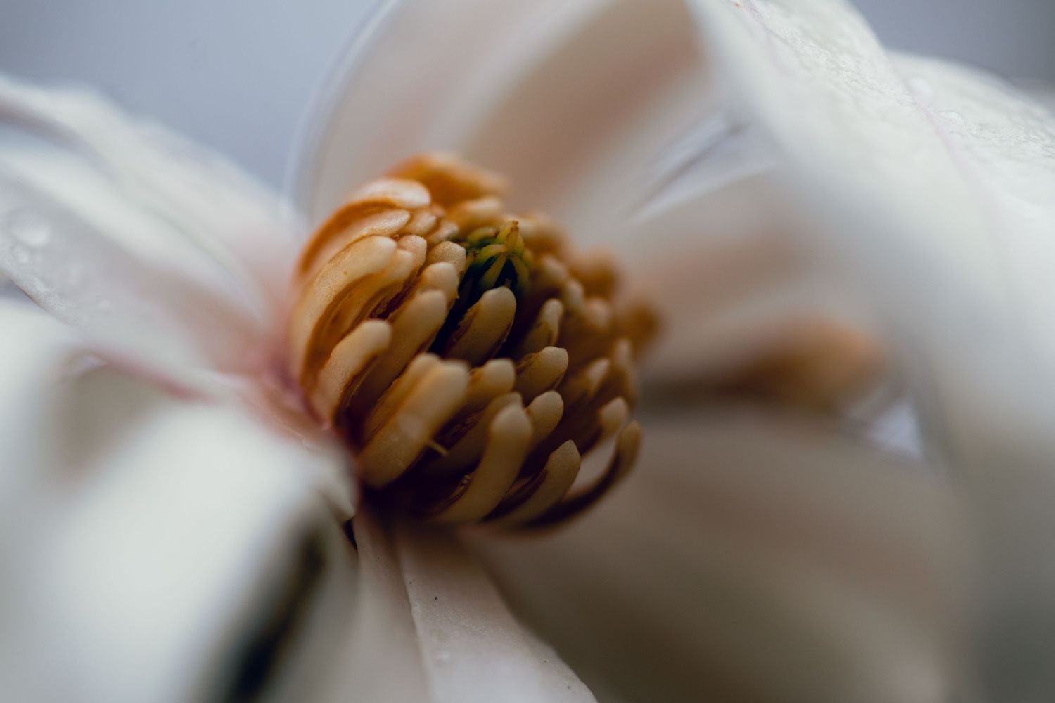 Close-up macro photo of a white flower's center revealing golden stamens and dark pistils in soft focus.