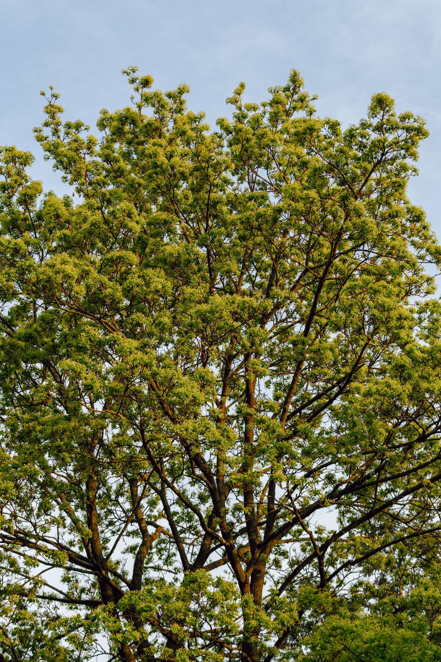 Lush green tree canopy with fresh spring growth against a pale blue sky.