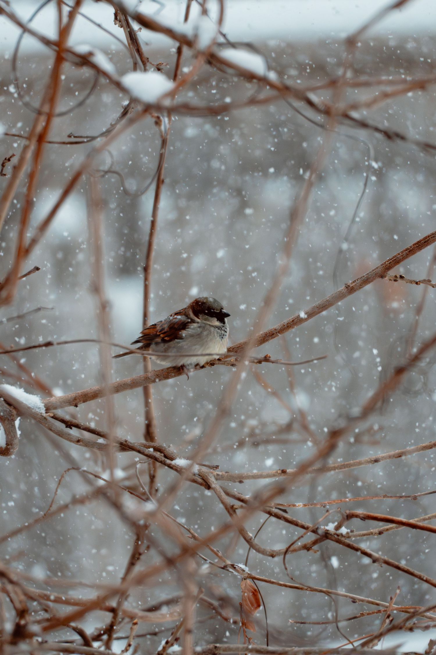 House sparrow sitting on bare branch surrounded by falling snow in winter.