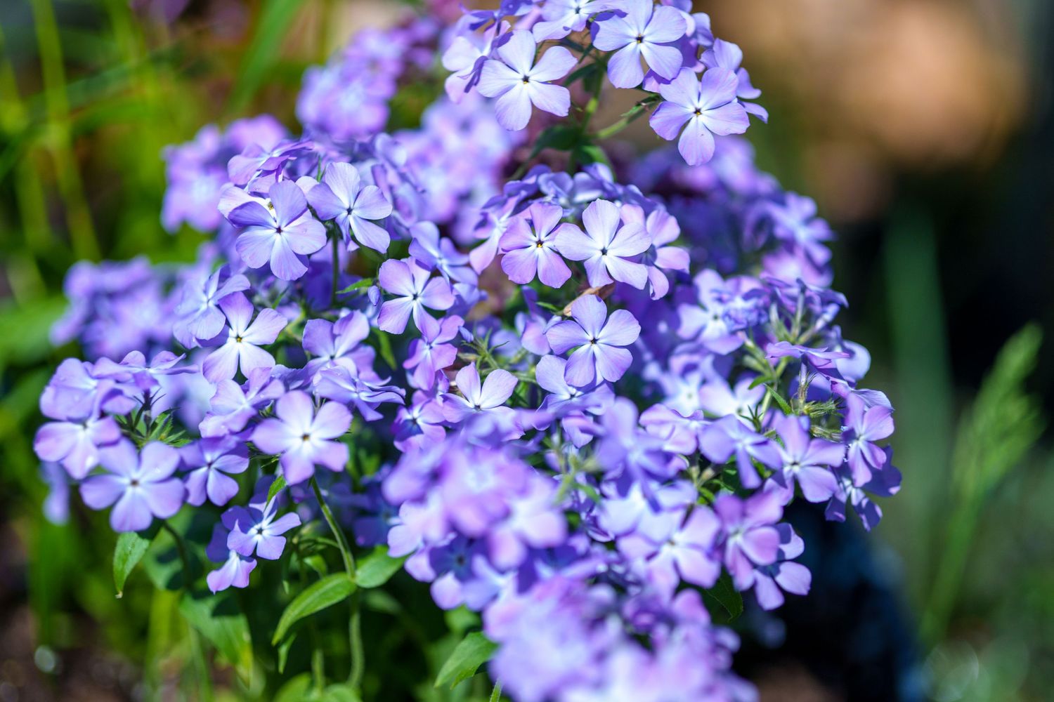 Dense cluster of light purple phlox flowers in full bloom in a sunny garden.