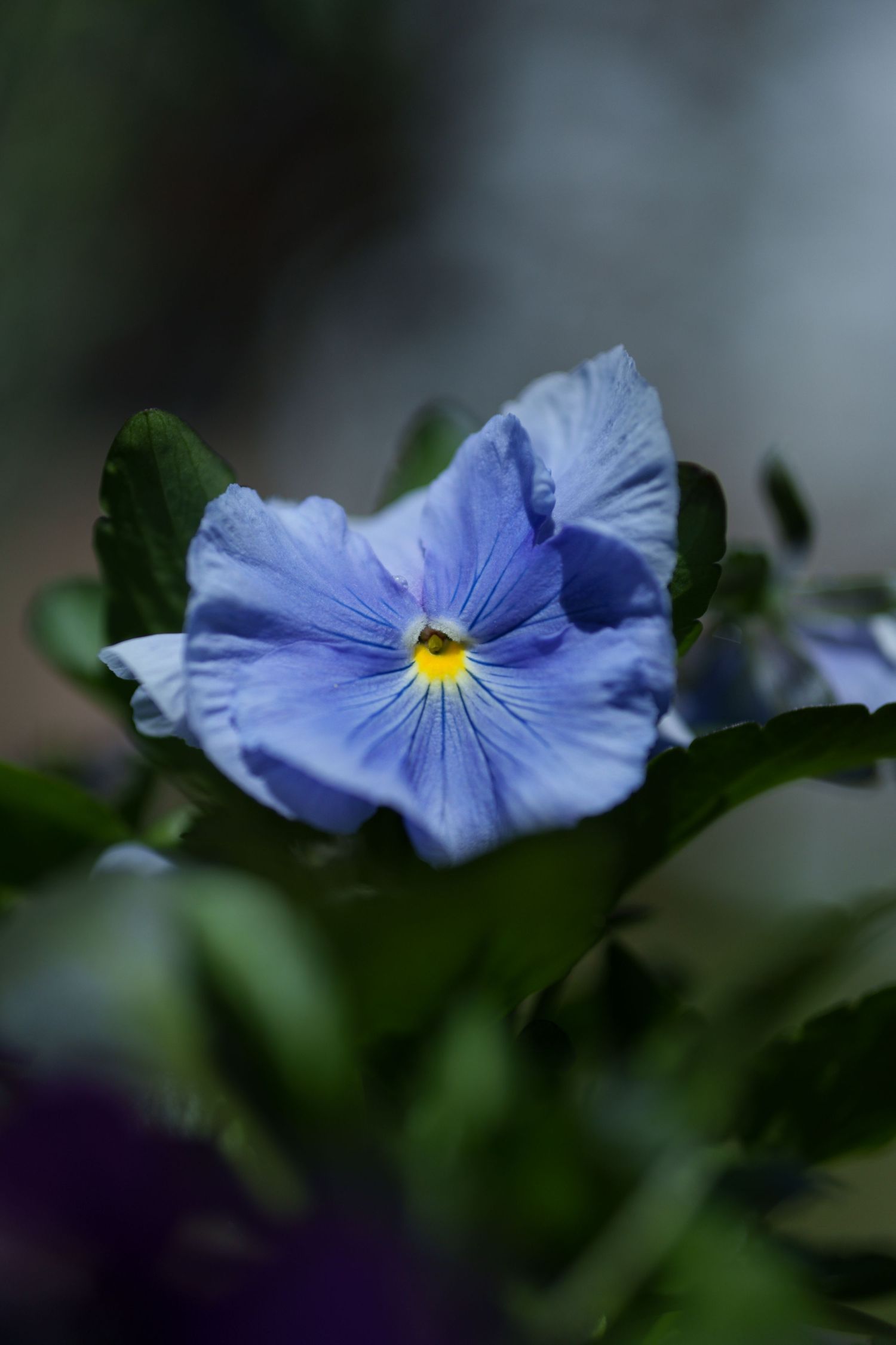 Soft blue pansy flower with yellow center photographed against a dark blurred background.