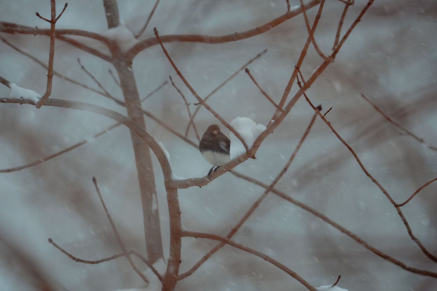 A small bird perched on snow-covered bare branches during a winter snowstorm.