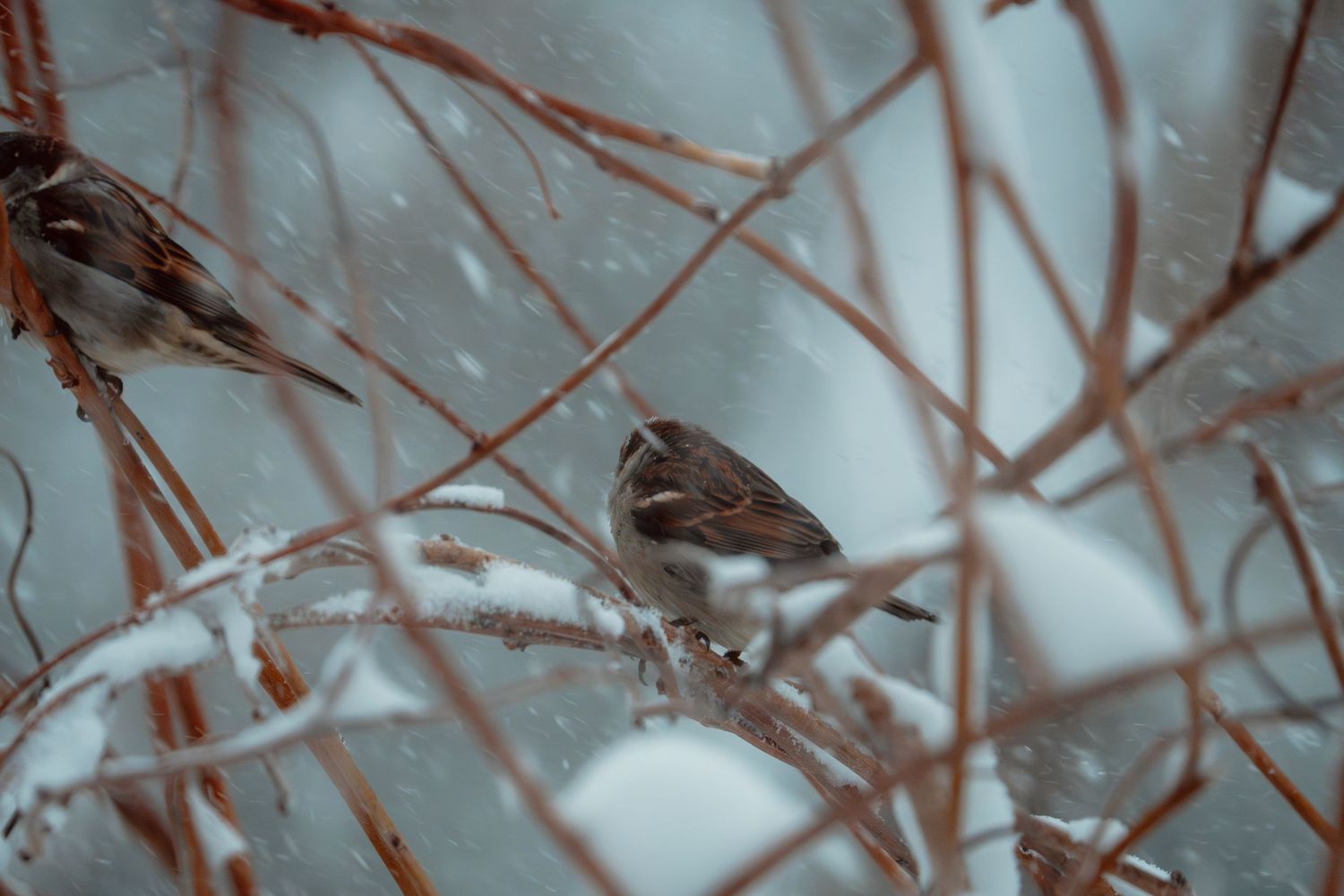 Two small sparrows perched on snow-covered bare twigs during a winter blizzard.