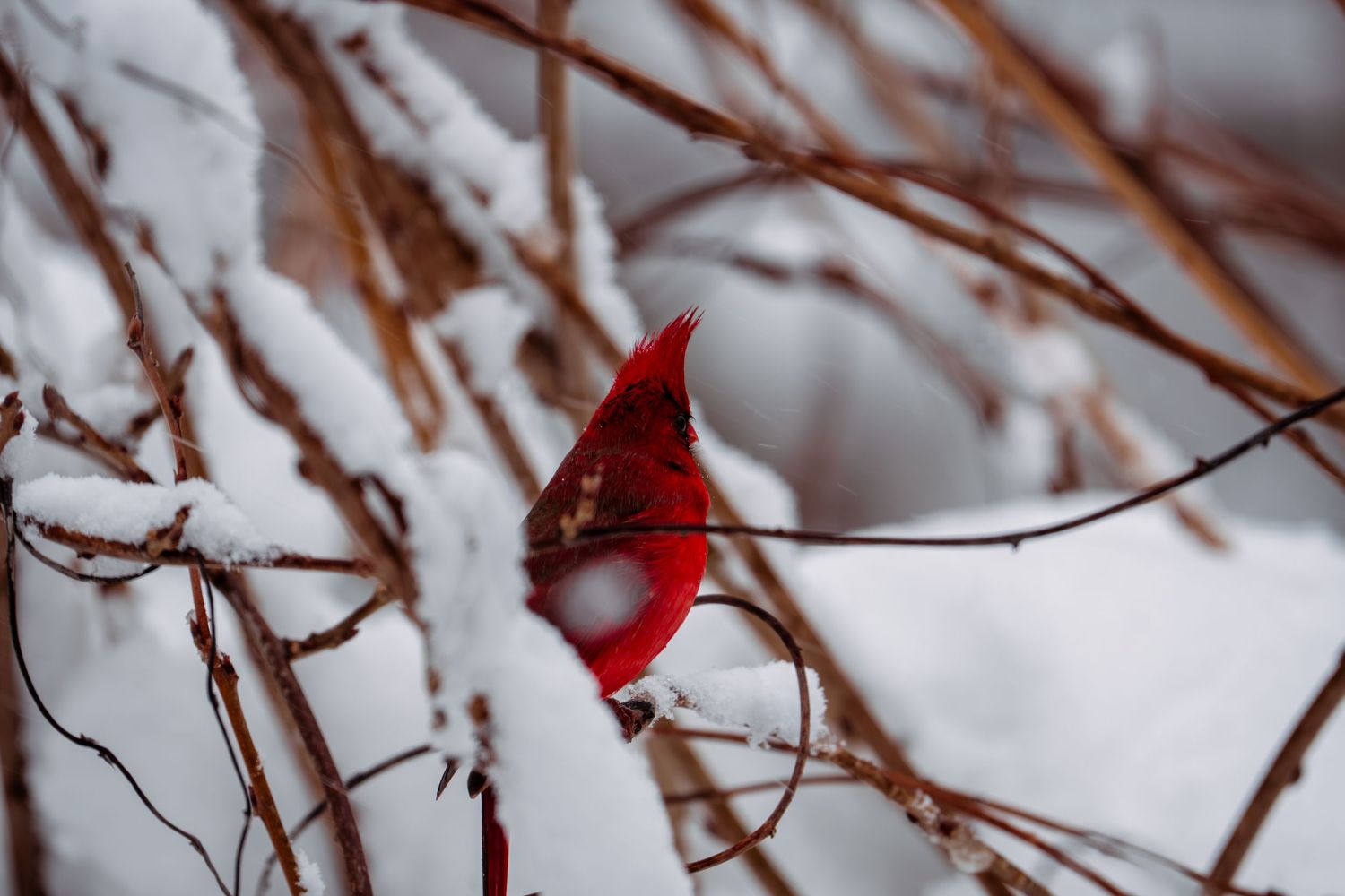 A striking red Northern Cardinal partially hidden among snow-covered winter branches.