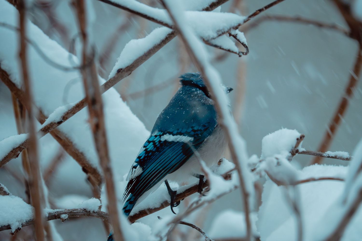 A blue jay perched on a snow-covered branch during a winter snowstorm.
