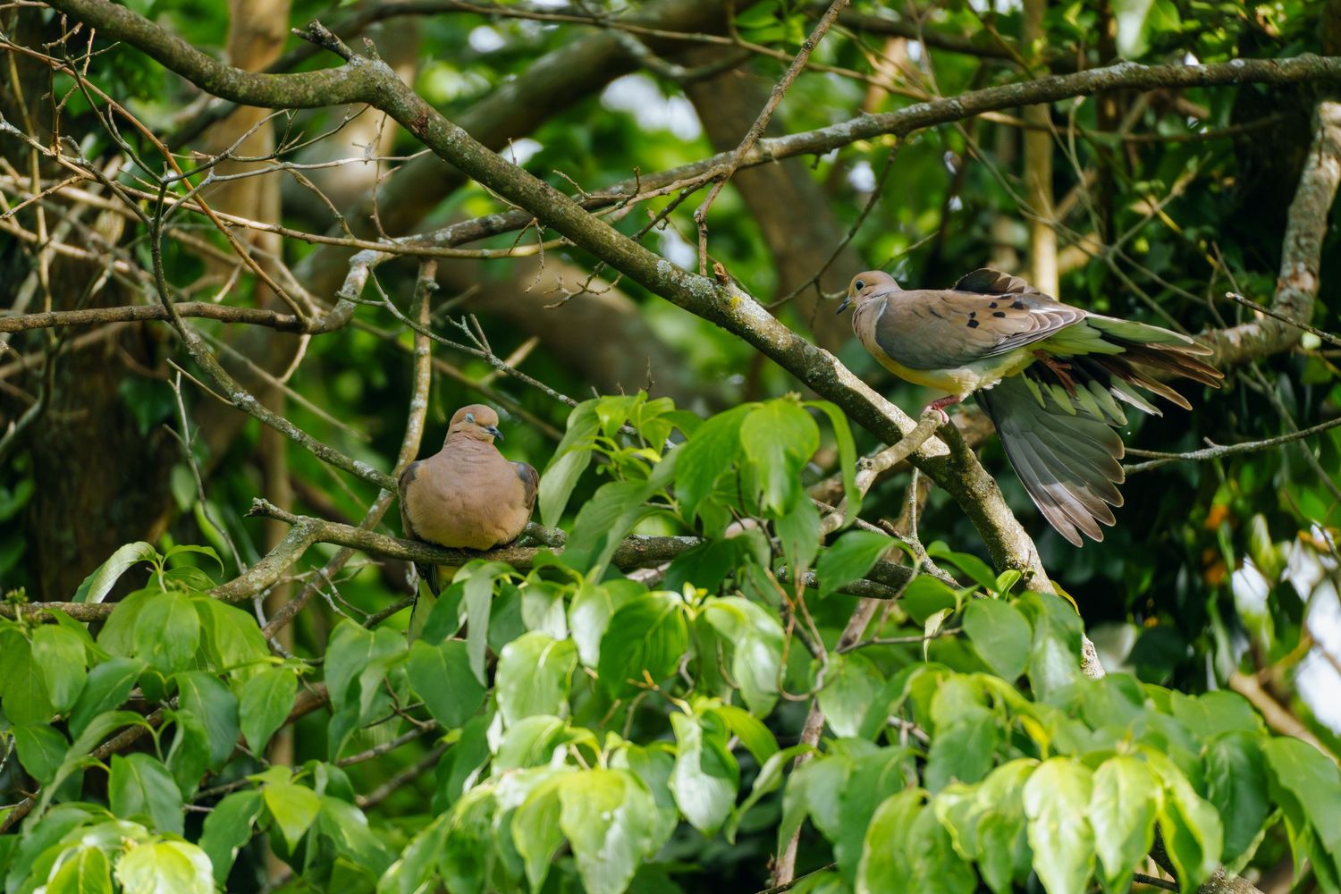 Two mourning doves perched on leafy green tree branches, one with wings spread mid-flight in a lush garden setting.