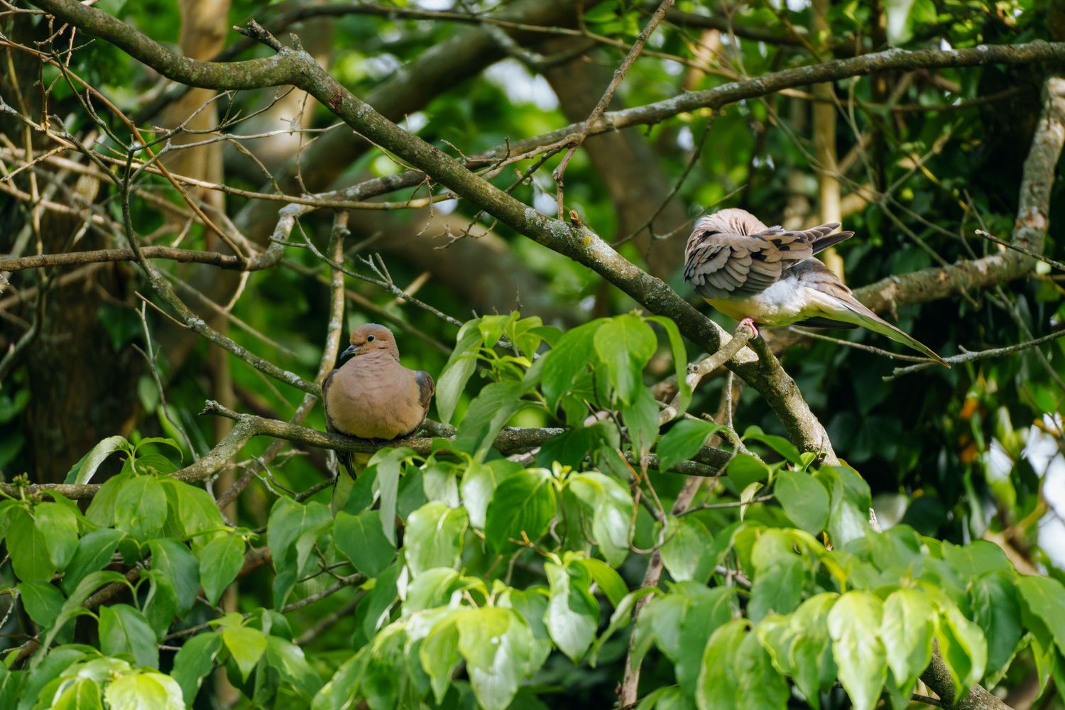 Two brown doves perched on leafy green tree branches in a lush garden setting.