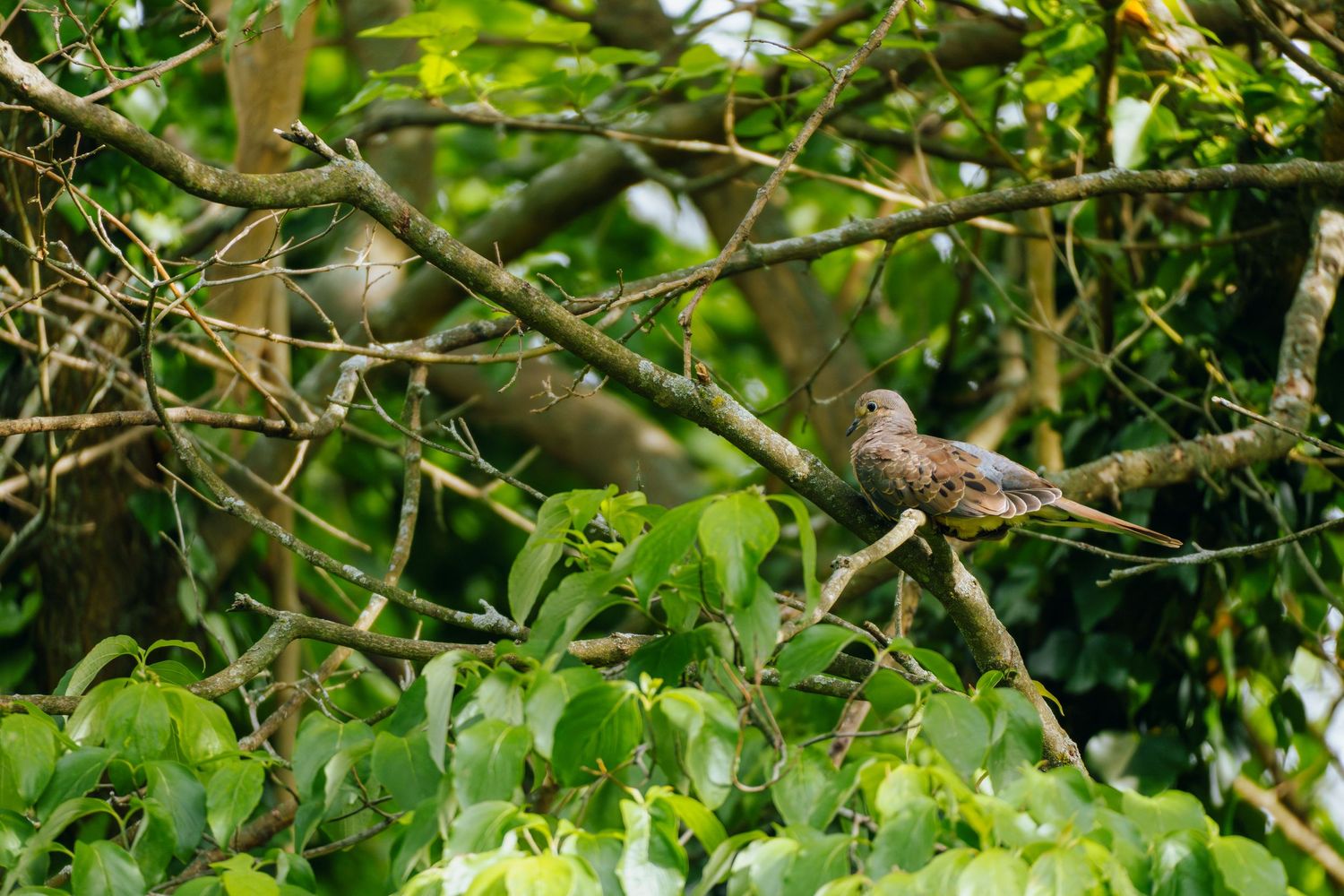 A brown dove perched on a branch surrounded by lush green foliage in a dense tree canopy.