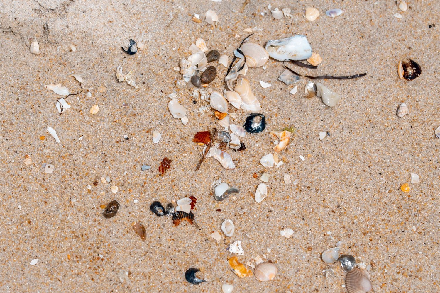 Scattered seashells and pebbles on sandy beach shore, natural coastal debris with colorful fragments.