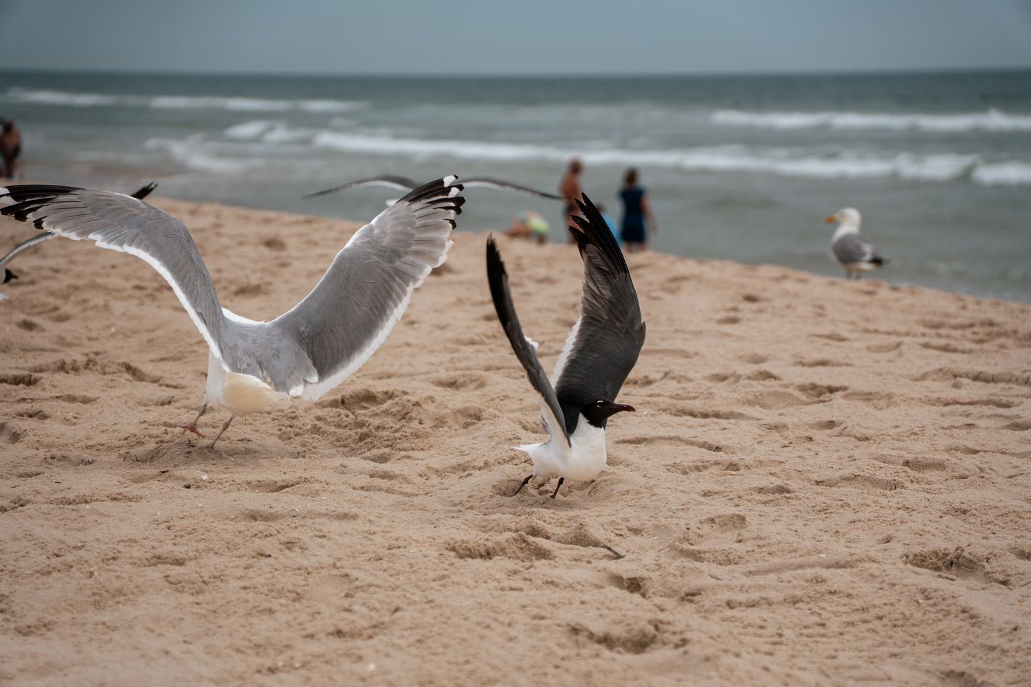 Two seagulls landing on a sandy beach with ocean waves and people in the background.