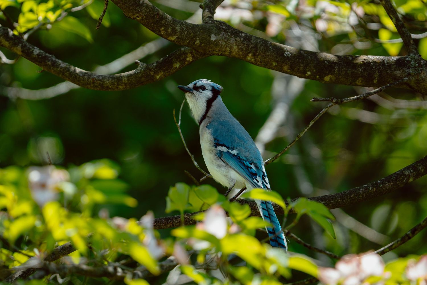 A blue jay sitting on a tree branch with green leaves bokeh background in natural woodland.