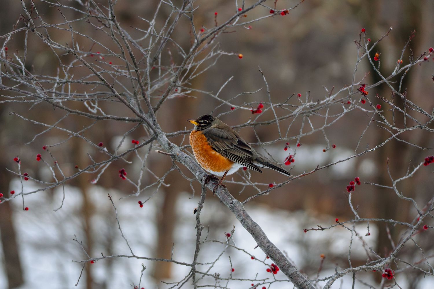 American Robin with orange breast sitting on a bare branch with red berries in a snowy forest.