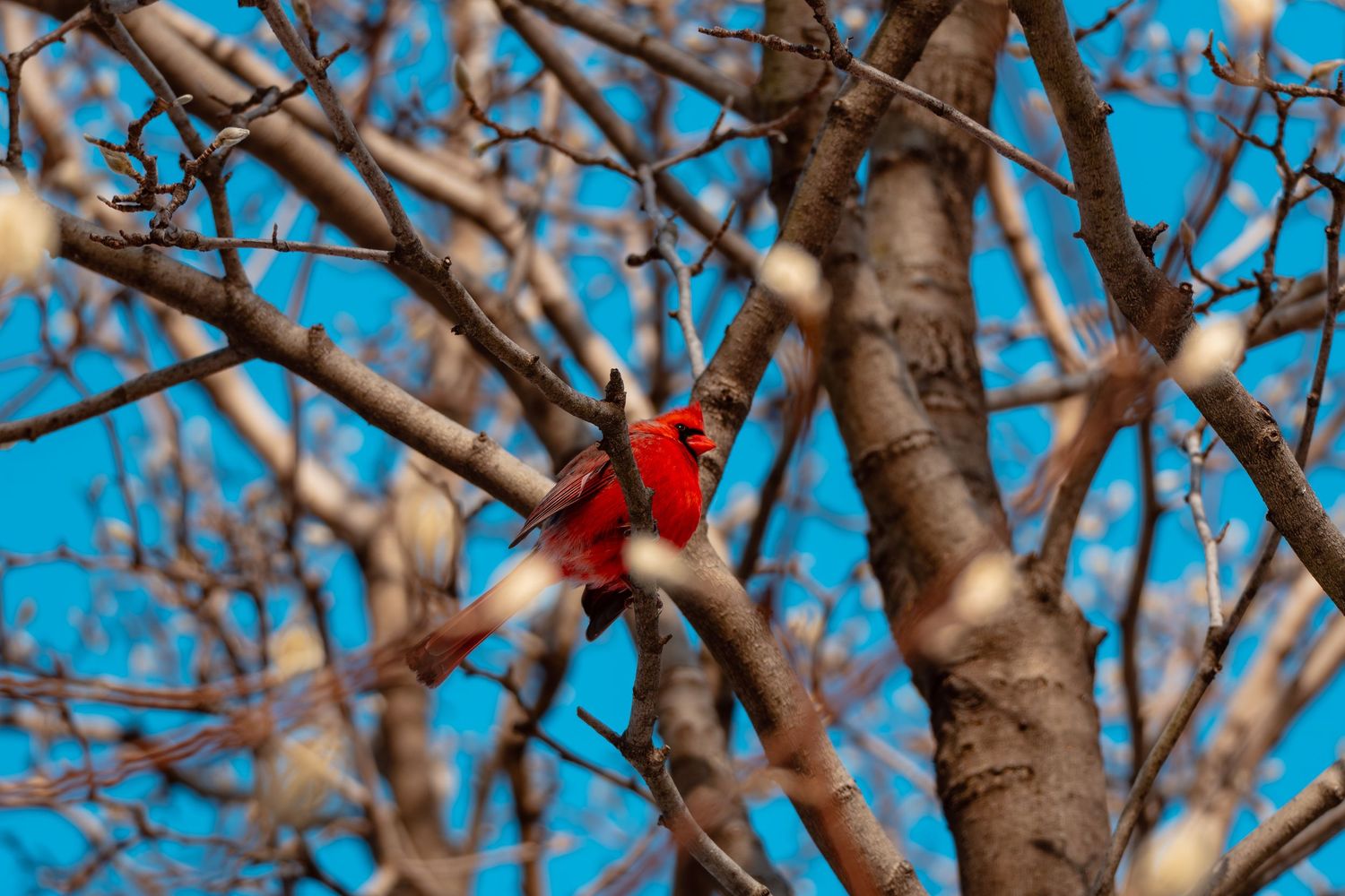 A vibrant red male cardinal perched on bare tree branches against a bright blue sky in winter.