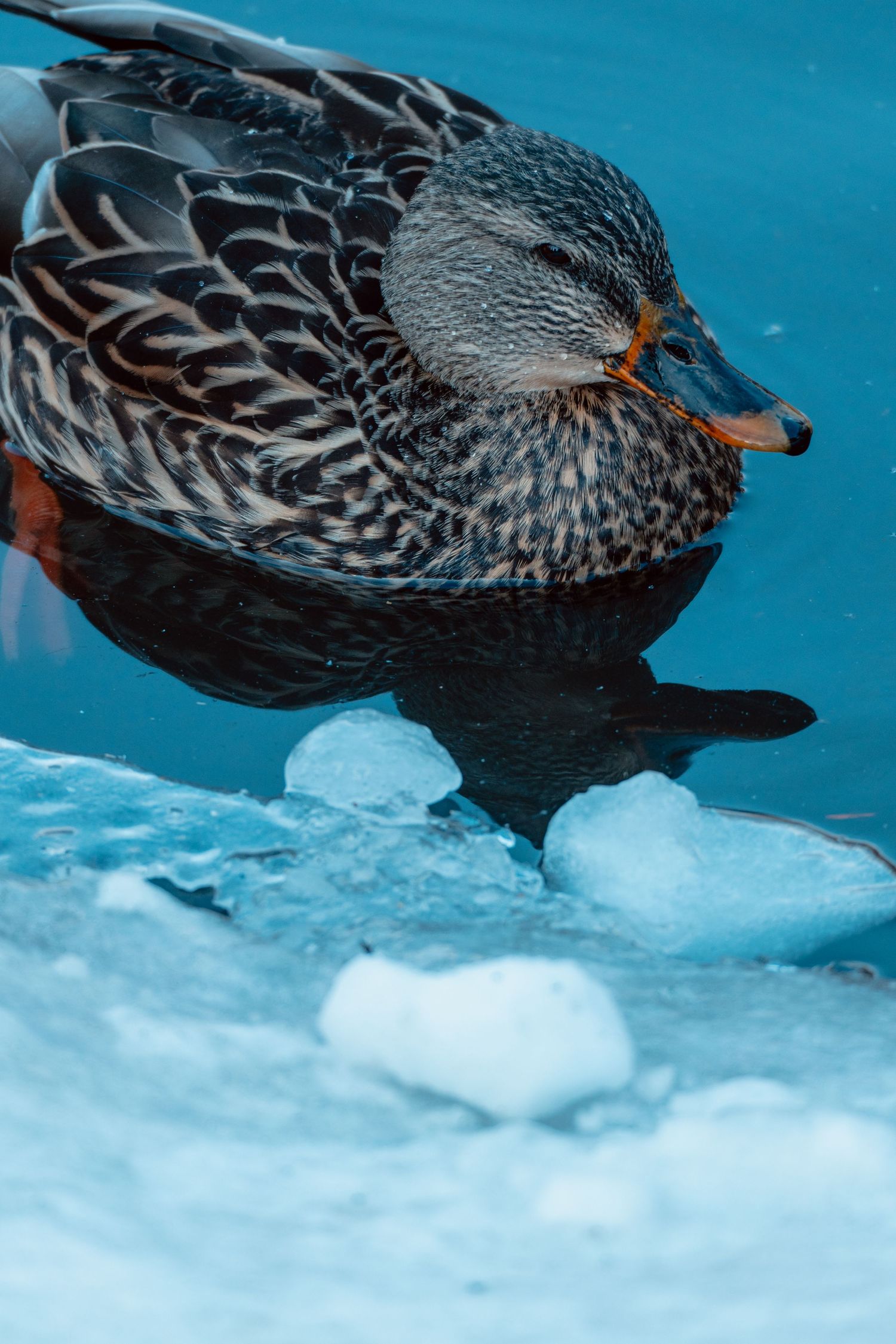 A female mallard duck with brown speckled plumage standing near chunks of ice on a blue water surface.