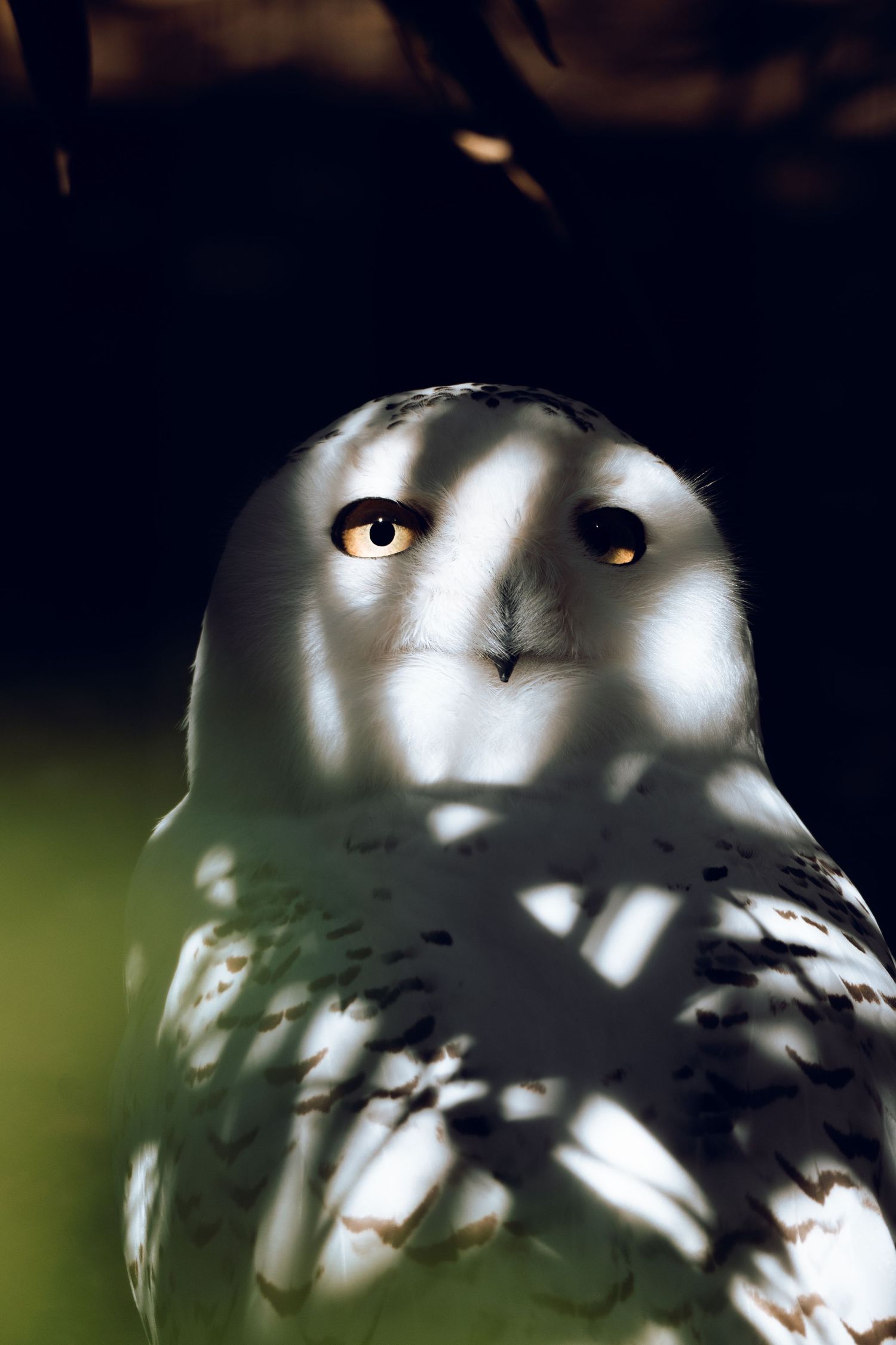 Close-up portrait of a snowy owl with striking amber eyes and white plumage highlighted by dramatic light and shadow.