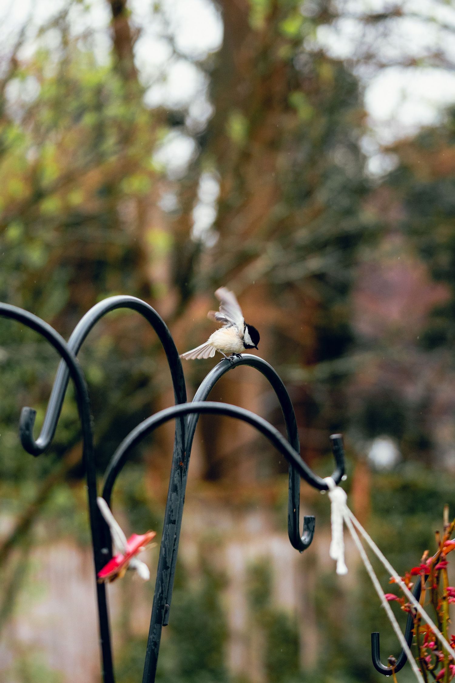 A small chickadee bird spreading its wings while landing on a curved black metal shepherd's hook stand.