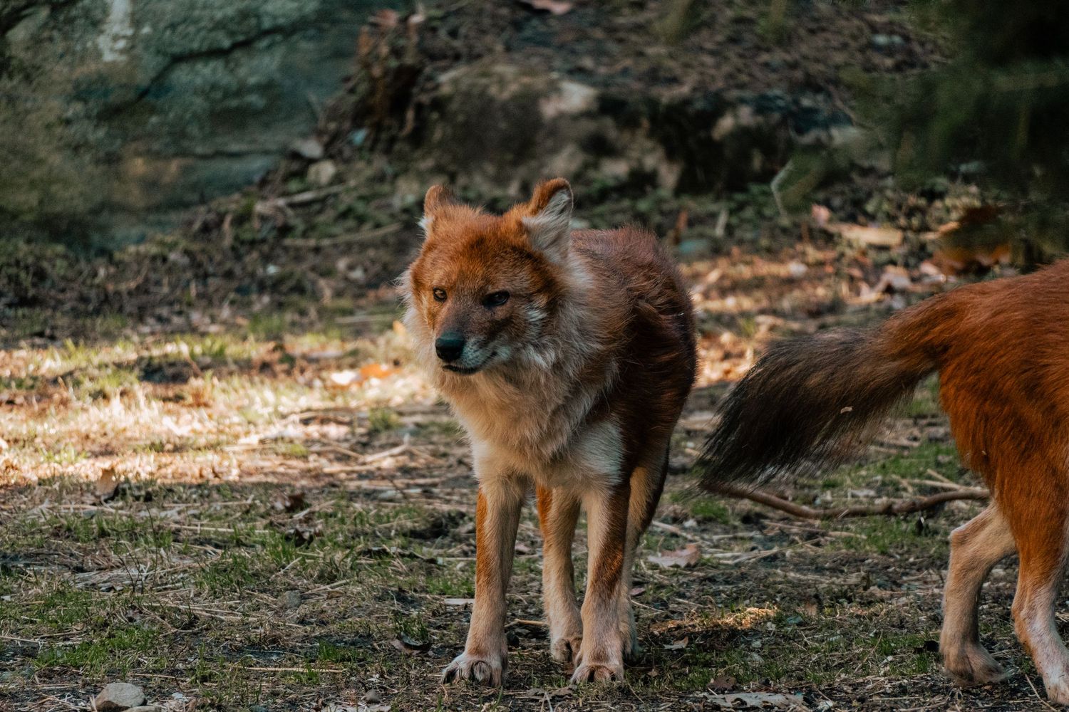 A reddish-brown dingo standing alertly on dry grass near large rocks in a zoo enclosure.