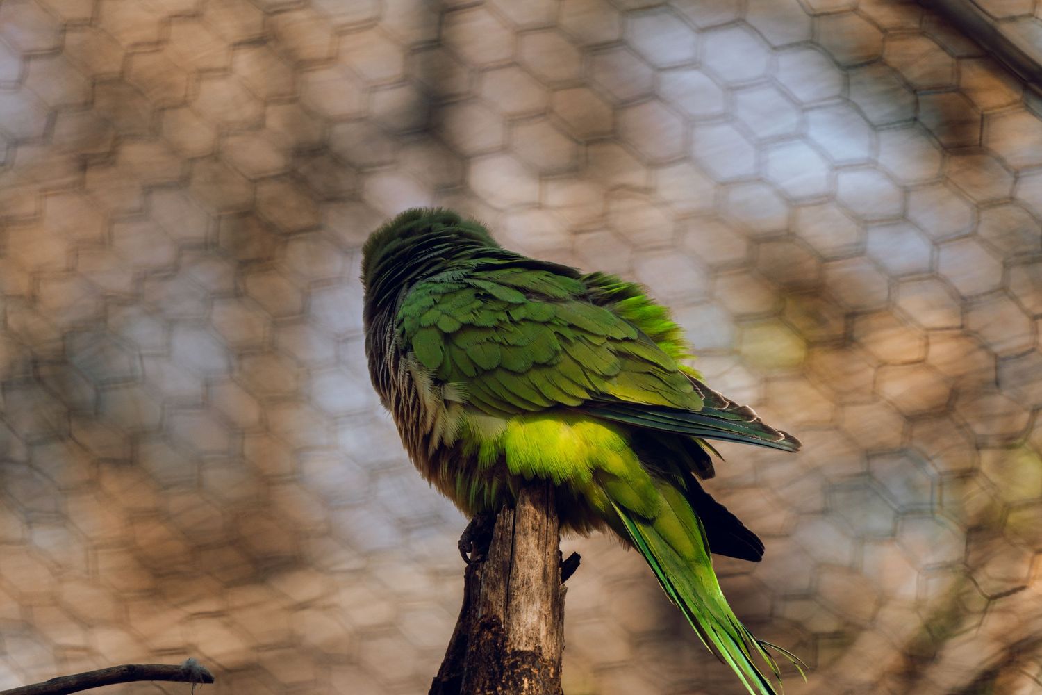 A green parrot perches on a branch inside a wire mesh zoo enclosure.