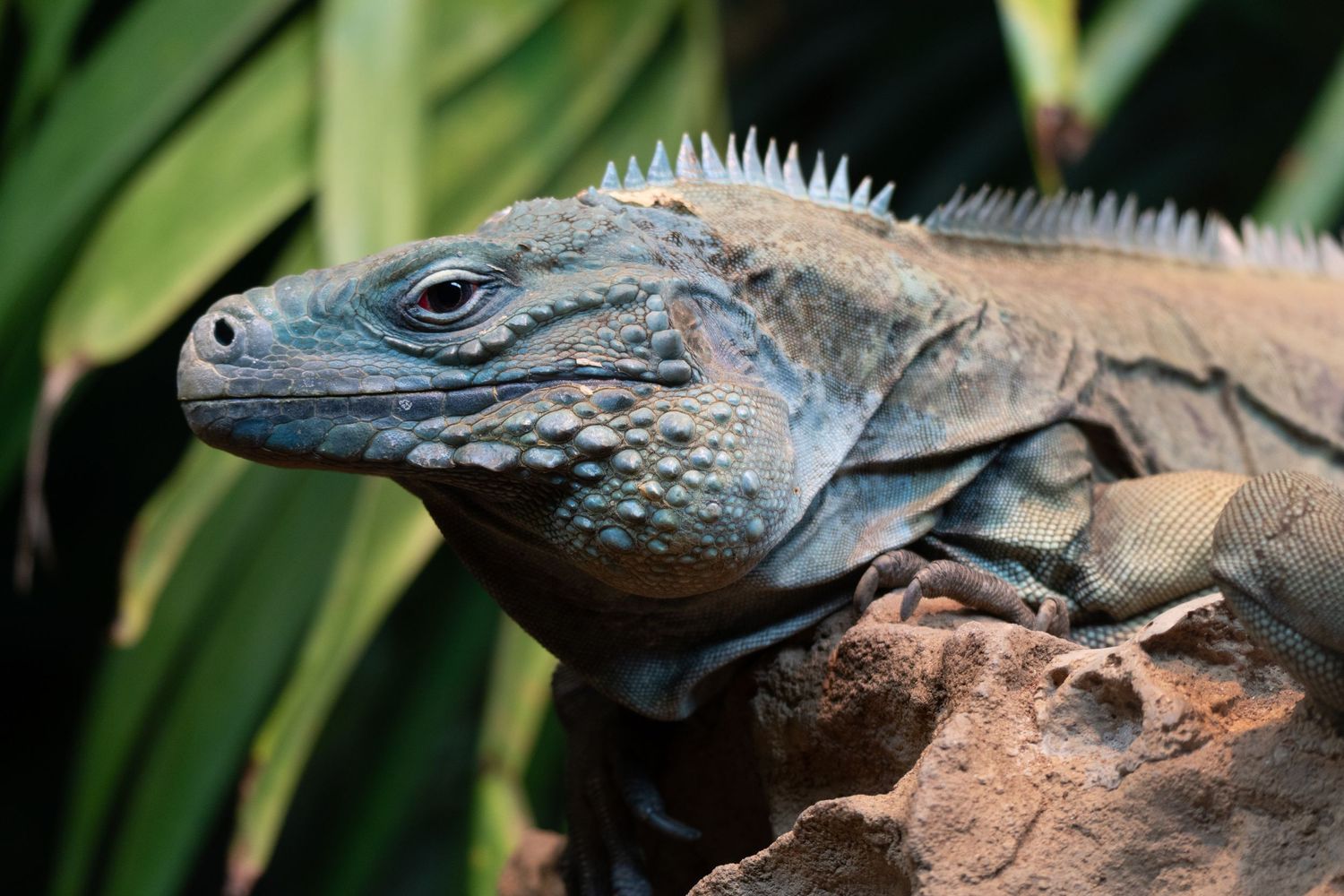 Blue iguana resting on rocky surface with green tropical foliage in the background, side profile view.