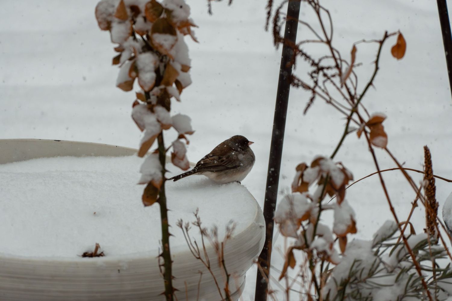 Small brown sparrow perched on snow-covered white birdbath in winter garden.