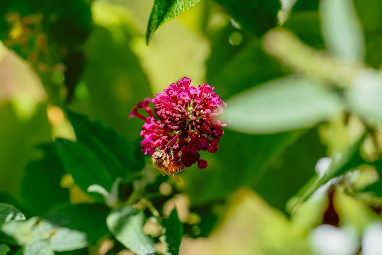 A honeybee perched on a small pink butterfly bush blossom surrounded by green leaves.