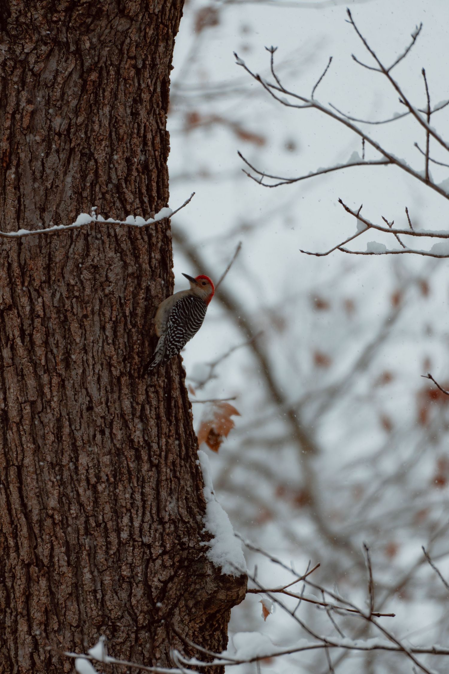 A red-bellied woodpecker clings to a snow-dusted tree trunk in a winter forest scene.