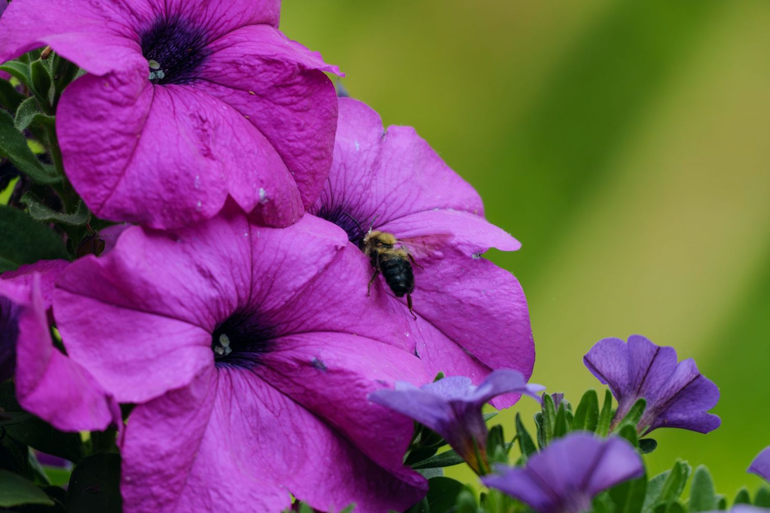A bumblebee pollinating vibrant purple petunia flowers with a soft green background.