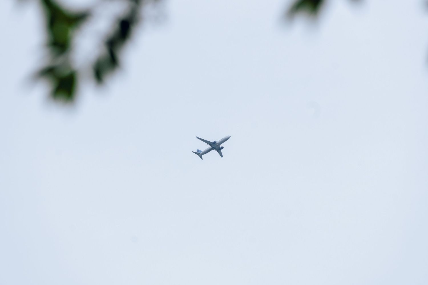 A commercial airplane flying high in a cloudy sky, framed by green tree branches in the foreground.