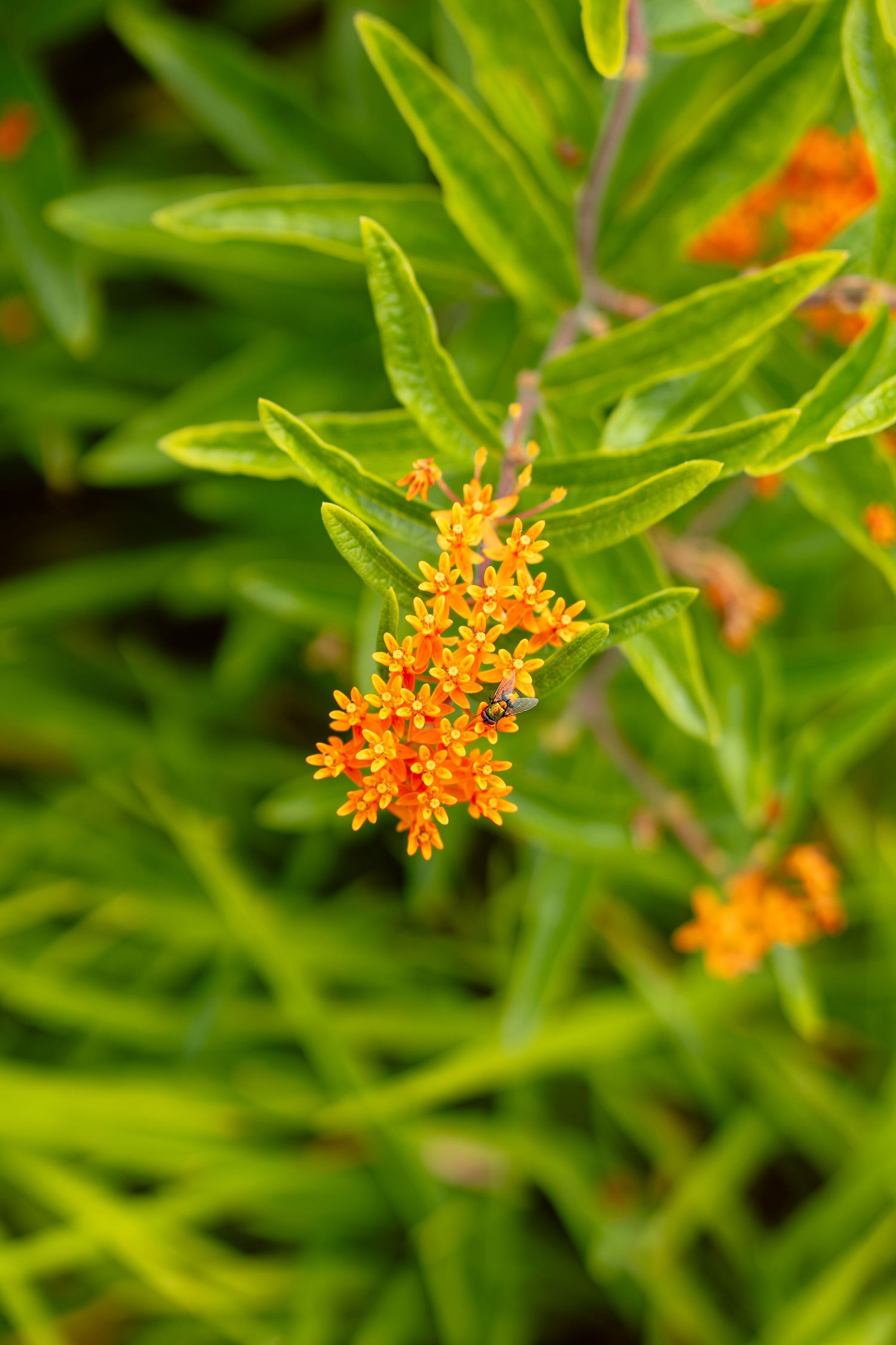 Vibrant orange butterfly weed flowers blooming among lush green leaves in a garden setting.