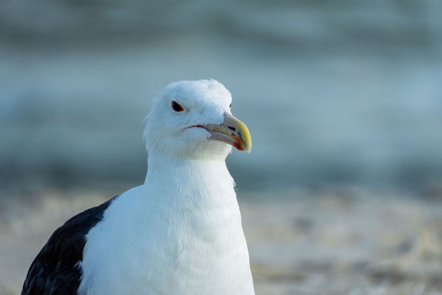 Side profile close-up of a black and white seagull with yellow beak against a blurred beach background.