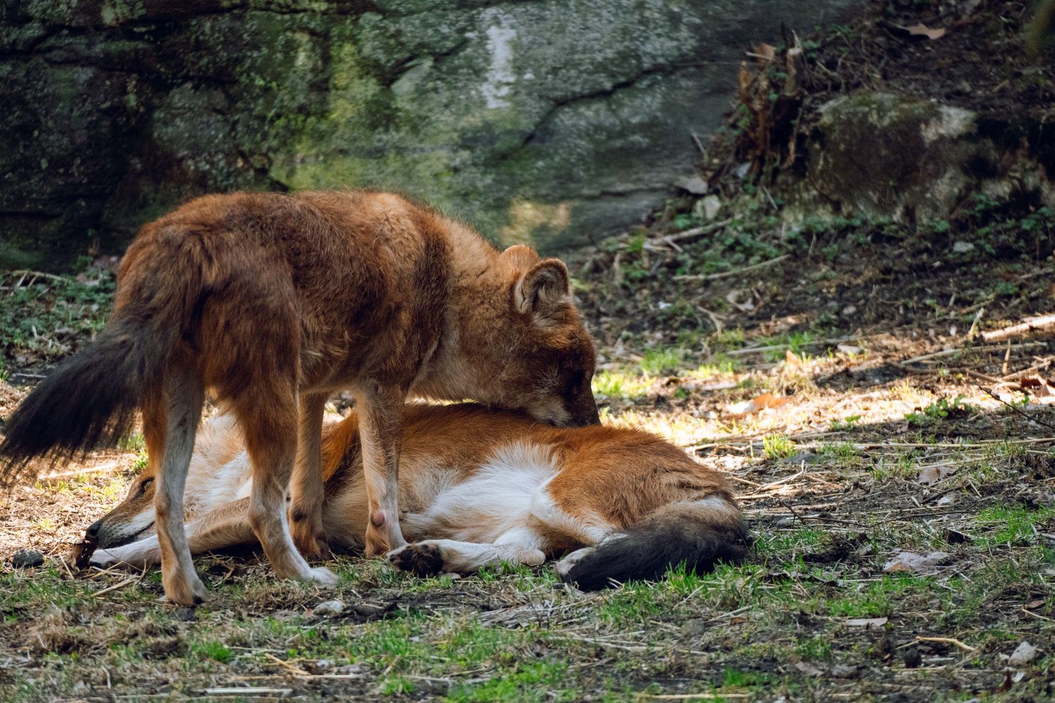 Two red-brown dingoes resting together on the ground in a shaded forest environment.