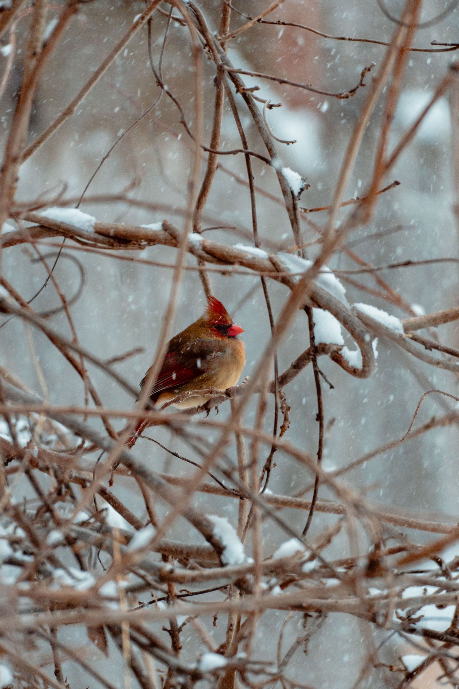 Female cardinal with red crest sitting on snowy bare branches in a blizzard.
