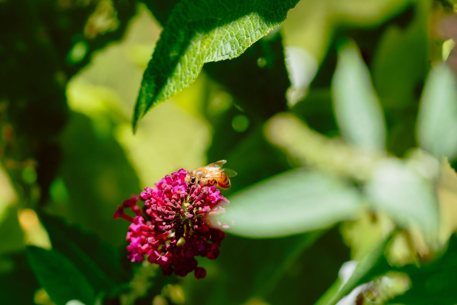A honeybee foraging on a vivid pink butterfly bush flower among lush green foliage.